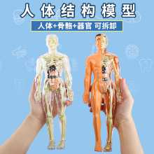 인체 구조 모델 장기 뼈 분해 조립 생의학 해부학 신체 내장 골격 어린이 장난감의 그림