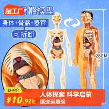 인체 모델 탈착식 조립 구조 뼈 장기 3D 골격 내부 장기 의학 해부학 유아 장난감의 그림