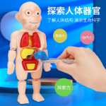 인체 구조 모델 의료 시뮬레이션 내장 해부학 장기 3D 탈착식 조립 몸통 어린이 과학 장난감의 그림