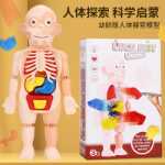 인체 구조 모델 의료 시뮬레이션 내장 해부학 장기 3D 탈착식 조립 몸통 어린이 과학 장난감의 그림